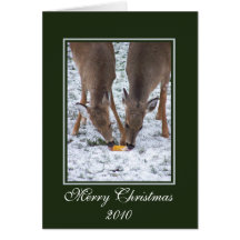 Winter Deer/ Christmas Card