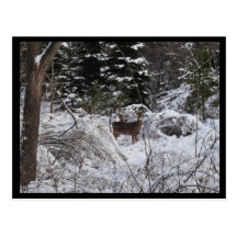 Winter Deer Postcards