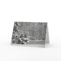 Winter Evergreens Notecard