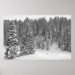 Winter Forest Black and White Photo Poster posters