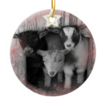 WINTER GOAT BABIES CHRISTMAS ORNAMENT ornaments