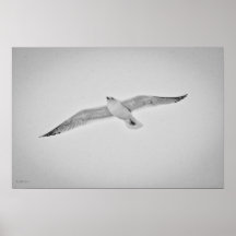 Winter Gull Print