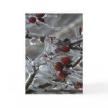 Winter Holiday Card: "Ice on Berries"