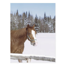 Winter Horse Post Cards