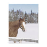 Winter Horse Post Cards