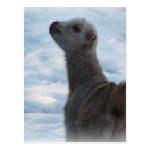 WINTER LAMANCHA KID BABY GOAT  IN SNOW POST CARDS