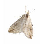 Winter Moth T Shirt
