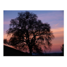 Winter Oak at Sunset Post Cards