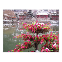 Winter Palace Flowers Postcard