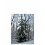 Winter Pine Tree-Long Sleeve T-Shirt