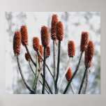 Winter Plants posters