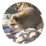 Winter Racoon ~ sticker