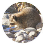 Winter Racoon ~ sticker