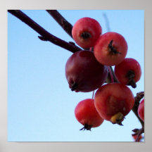 Winter Red Poster