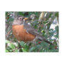 Winter Robin Postcard