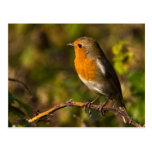 Winter Robin Postcard