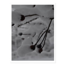 Winter Rosehips Postcard