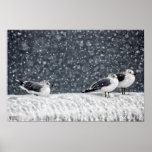 Winter Seagulls Poster