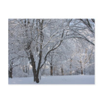 Winter Shroud Postcard