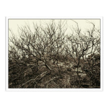 Winter Shrubs Postcard