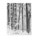 Winter Snow Postcards