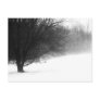 Winter tree post cards