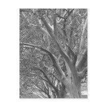 Winter Tree Post Cards