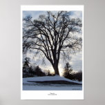 Winter Tree Posters