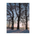 Winter trees on  blue sky background postcards