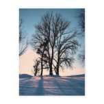 Winter trees on  blue sky background postcards