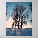 Winter trees on twilight blue sky background posters