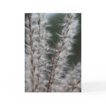 Winter Wheat