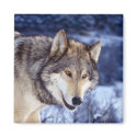Winter Wolf 2 magnets
