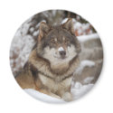 Winter Wolf magnets