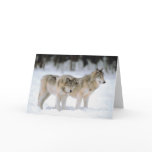 Winter Wolves In Snow