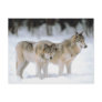 Winter Wolves In Snow
