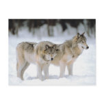 Winter Wolves In Snow postcards
