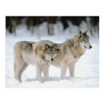 Winter Wolves In Snow Postcards