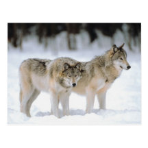 Winter Wolves In Snow Postcards