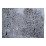 Winter Wonderland cards