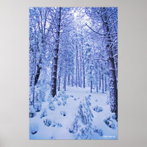 Winter Wonderland