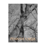 Winters Bite on Trees Bark Pennsylvania Postcard