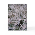 winters claws cards