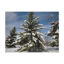 Winters Coming Postcard