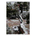 Winters Grace cards