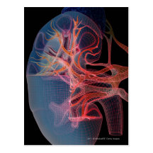 Wireframe of the inside of a kidney post card