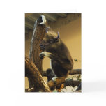 Wisbon cards