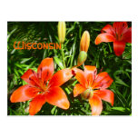 Wisconsin Lillies Postcards