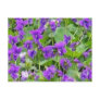 Wisconsin Wood Violets Postcard