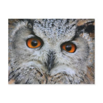 Wise Owl Postcard